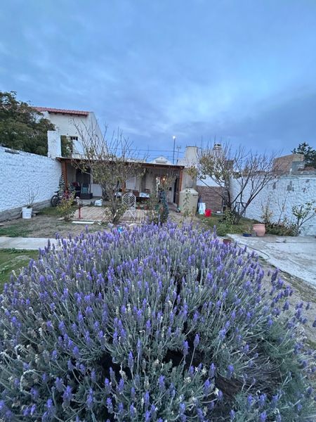 Lavandas en flor en primer plano y el parque al fondo